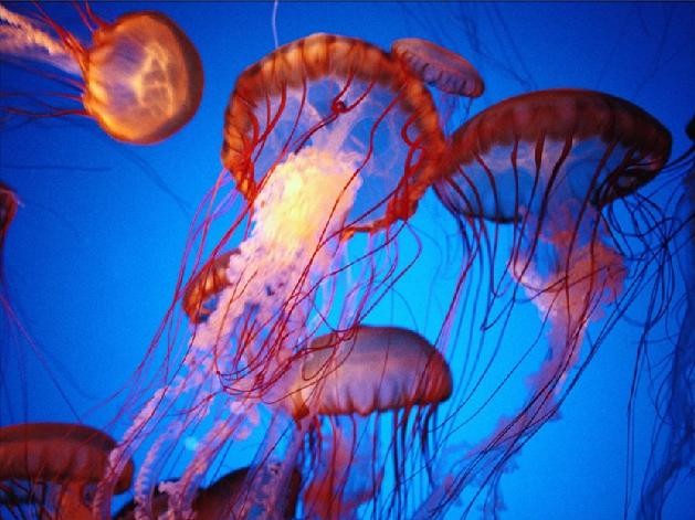 Sea life Jellyfish 2